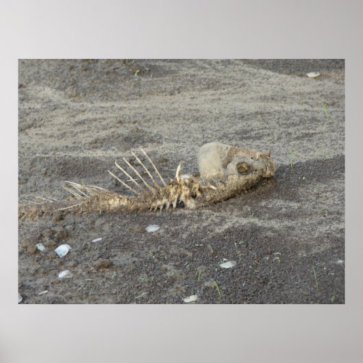 Skelet van een vis poster (Voorkant)