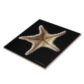 Skelet van Starfish, close-up 2 Tegeltje (Zijkant)