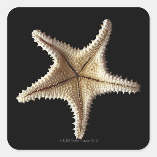 Skelet van Starfish, close-up 2 Vierkante Sticker (Voorkant)