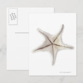 Skelet van Starfish, close-up Briefkaart (Voorkant / Achterkant)