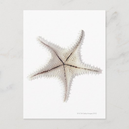 Skelet van Starfish, close-up Briefkaart (Voorkant)