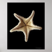 Skelet van Starfish, close-up Poster (Voorkant)