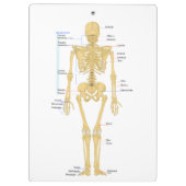 Skelet voor artsen klembord (Achterkant)