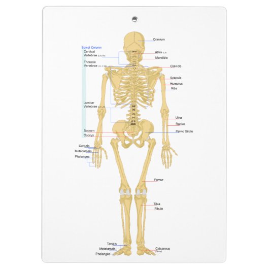 Skelet voor artsen klembord (Achterkant)