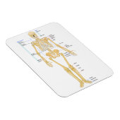 Skelet voor artsen magneet (Rechterzijde)