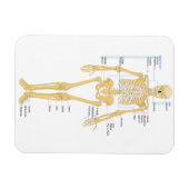 Skelet voor artsen magneet (Horizontaal)