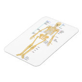 Skelet voor artsen magneet (Linkerzijde)