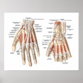 Skeletanatomie van de hand poster (Voorkant)