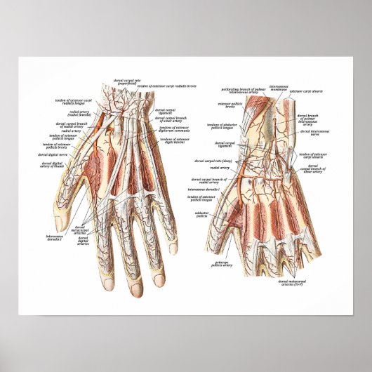 Skeletanatomie van de hand poster (Voorkant)