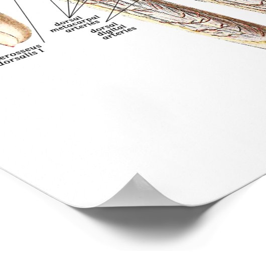 Skeletanatomie van de hand poster (Hoek)