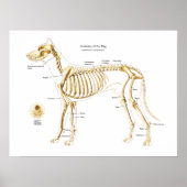 Skeletanatomie van het Poster van de hond (Voorkant)