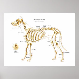 Skeletanatomie van het Poster van de hond