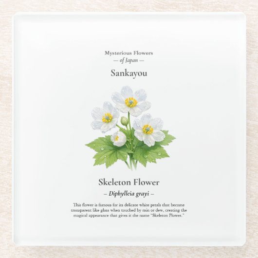 Skeletbloem Onderzetter – Diphylleia grayi (Voorkant)