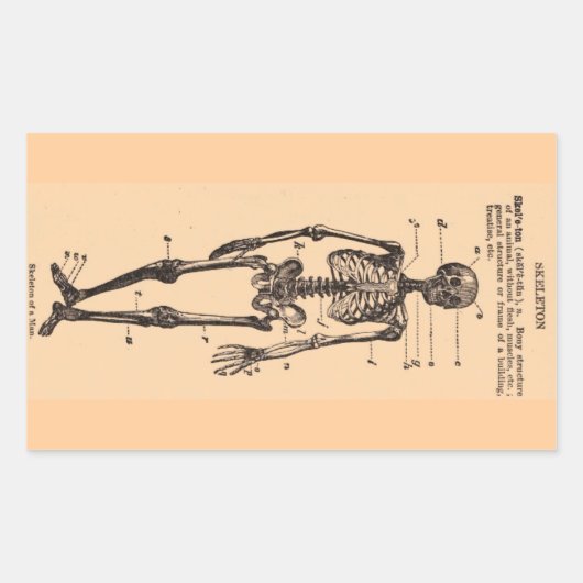 skeletdefinitie rechthoekige sticker (Voorkant)