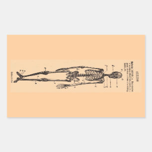 skeletdefinitie rechthoekige sticker