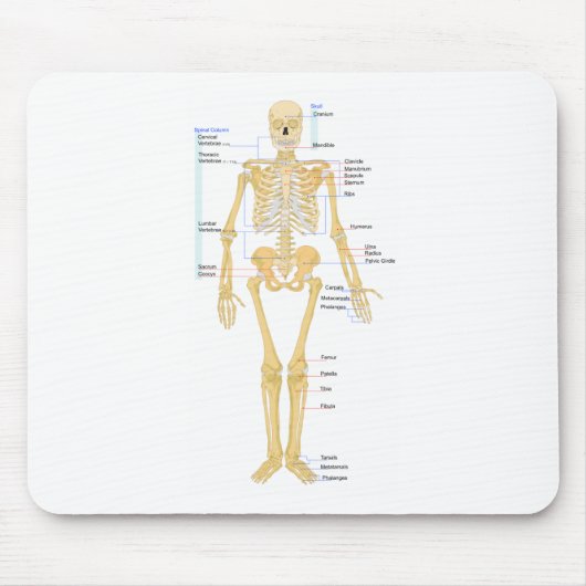 Skeletkaart Muismat (Voorkant)