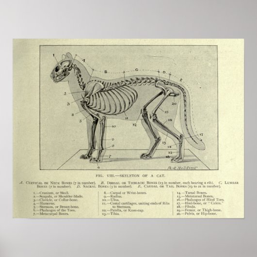 Skeletkat Anatomie Print (Voorkant)