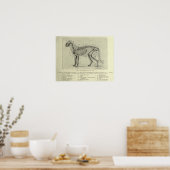 Skeletkat Anatomie Print (Keuken)