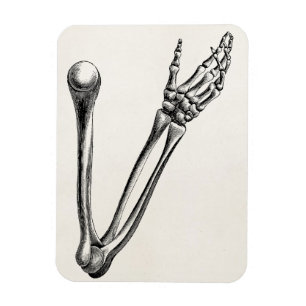  Skeleton Arm Bone Persoonlijke Retro Botten Magneet