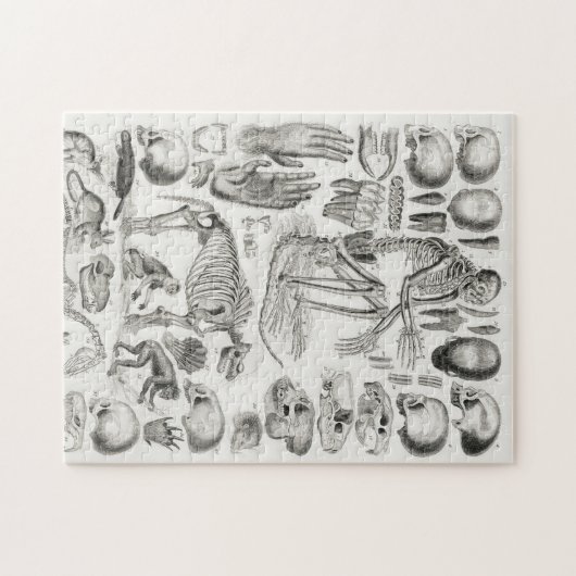 SKELETON DEATH FOSSIL Mammalia Legpuzzel (Horizontaal)