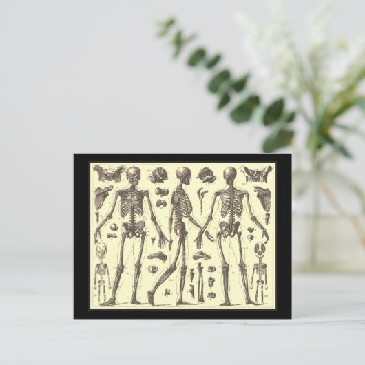  Skeleton Diagrammen Briefkaart (Staand voorkant)