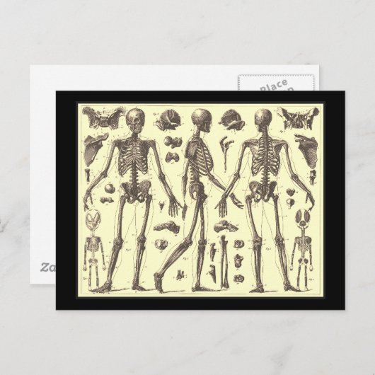  Skeleton Diagrammen Briefkaart (Voorkant / Achterkant)