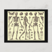  Skeleton Diagrammen Briefkaart (Voorkant)