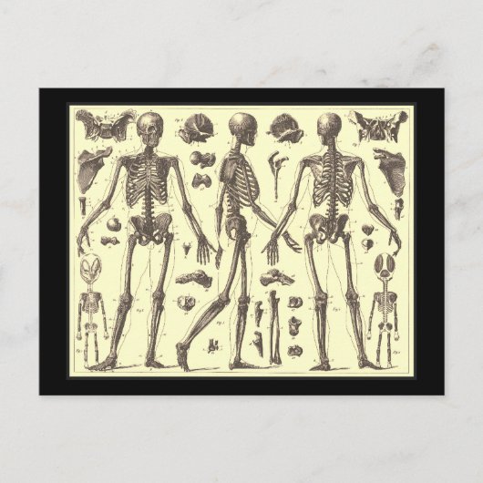  Skeleton Diagrammen Briefkaart (Voorkant)