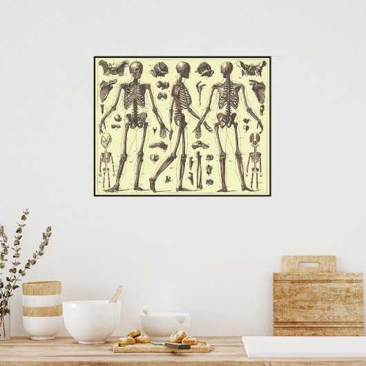  Skeleton Diagrammen Poster (Keuken)