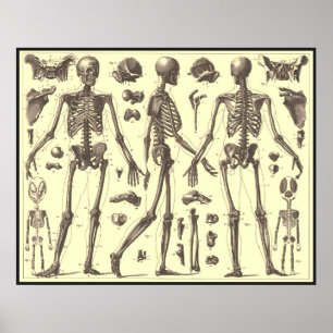 Skeleton Diagrammen Poster