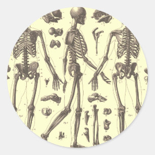  Skeleton Diagrammen Ronde Sticker