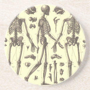  Skeleton Diagrammen Zandsteen Onderzetter