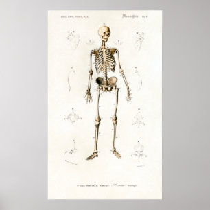 Skeleton Human Anatomee Chart Poster