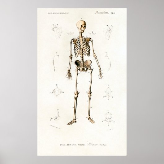  Skeleton Human Anatomee Chart Poster (Voorkant)