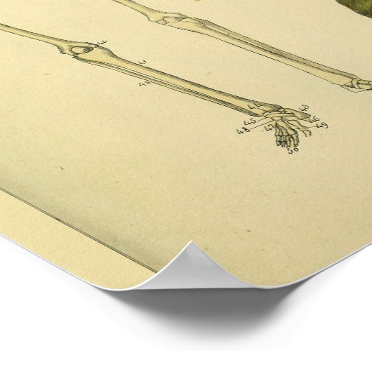 Skeleton Snake Scorpion Medical Anatomy Art Print (Hoek)