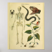Skeleton Snake Scorpion Medical Anatomy Art Print (Voorkant)