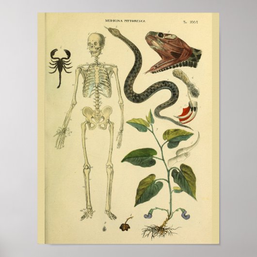 Skeleton Snake Scorpion Medical Anatomy Art Print (Voorkant)