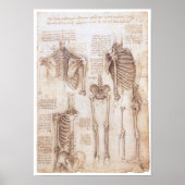 Skeleton Studies, Leonardo Da Vinci, 1510 Poster (Voorkant)