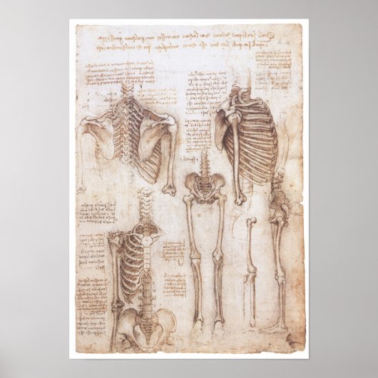 Skeleton Studies, Leonardo Da Vinci, 1510 Poster (Voorkant)