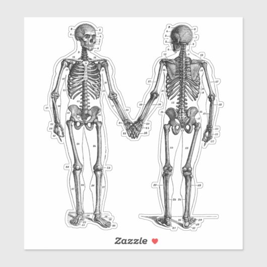 Skeletons Diagram met Genummerde Botten Sticker (Vel)