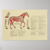  Skeletpaarden Anatomy Print 1902 (Voorkant)