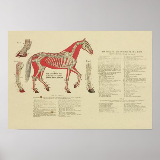  Skeletpaarden Anatomy Print 1902 (Voorkant)
