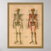 Skeletspier Aansluiting Anatomie Poster (Voorkant)
