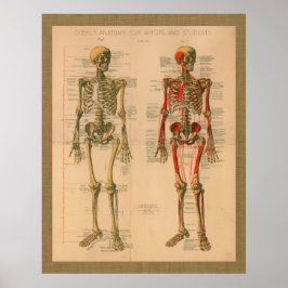 Skeletspier Aansluiting Anatomie Poster