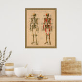 Skeletspier Aansluiting Anatomie Poster (Keuken)