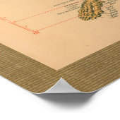 Skeletspier Aansluiting Anatomie Poster (Hoek)