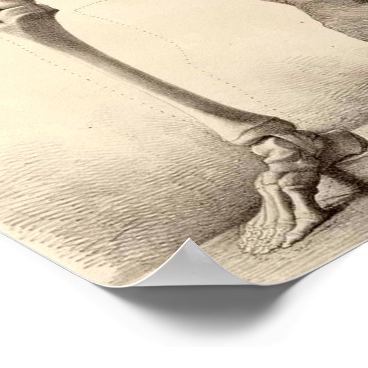  Skeletspier Poster Afdrukken (Hoek)