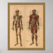 Skeletspieren Anatomie Vintage Poster (Voorkant)