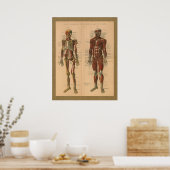 Skeletspieren Anatomie Vintage Poster (Keuken)