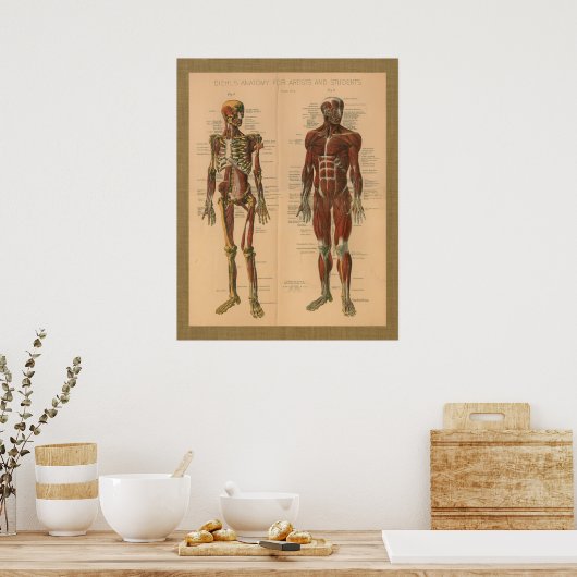Skeletspieren Anatomie Vintage Poster (Keuken)